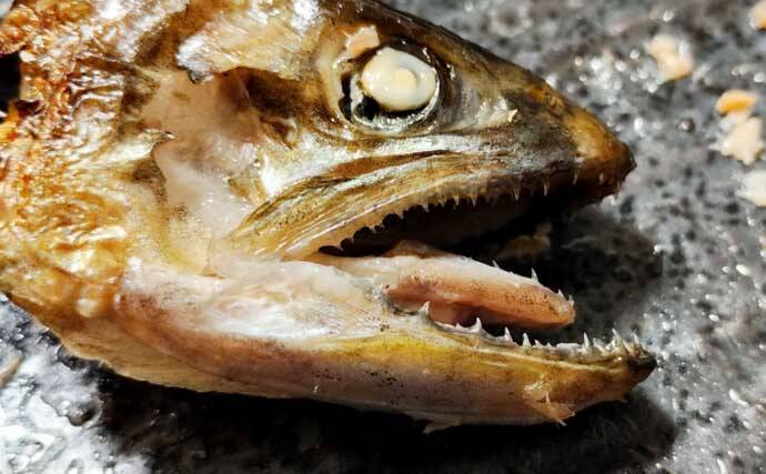 渓流釣りの極細仕掛けはいつまで使える？　リセットのタイミングを解説
