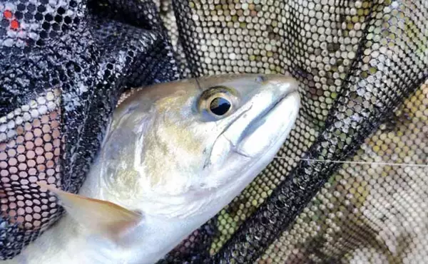 「渓流釣りの極細仕掛けはいつまで使える？　リセットのタイミングを解説」の画像