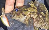 「「クランクベイト」で堤防根魚釣りに挑戦【三重・四日市港】メバルにカサゴがヒット」の画像1