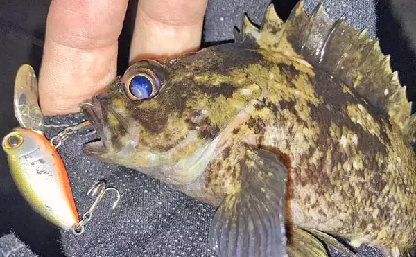 「クランクベイト」で堤防根魚釣りに挑戦【三重・四日市港】メバルにカサゴがヒット