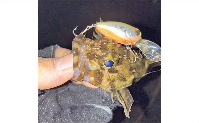 「クランクベイト」で堤防根魚釣りに挑戦【三重・四日市港】メバルにカサゴがヒット