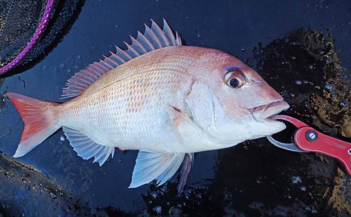 鳥羽沖タイラバ釣行で乗っ込みマダイ好捕【三重・丸安丸】ノリパターンが的中？