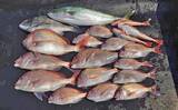 「鳥羽沖タイラバ釣行で乗っ込みマダイ好捕【三重・丸安丸】ノリパターンが的中？」の画像8