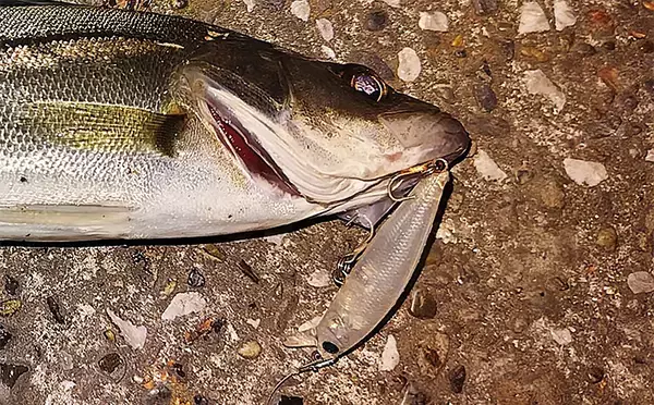 「スモールルアーの可能性は無限大！」小型ルアーでセイゴやフッコの数釣りを楽しもう