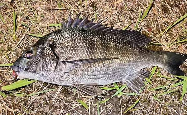 「「スモールルアーの可能性は無限大！」小型ルアーでセイゴやフッコの数釣りを楽しもう」の画像
