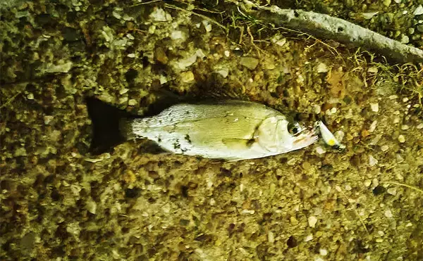 「「スモールルアーの可能性は無限大！」小型ルアーでセイゴやフッコの数釣りを楽しもう」の画像