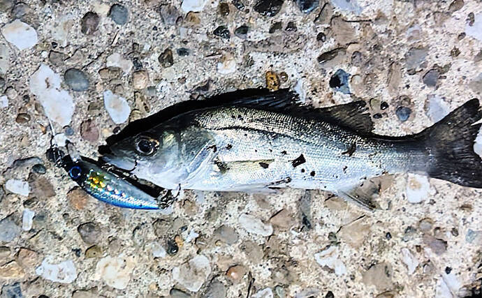 「スモールルアーの可能性は無限大！」小型ルアーでセイゴやフッコの数釣りを楽しもう