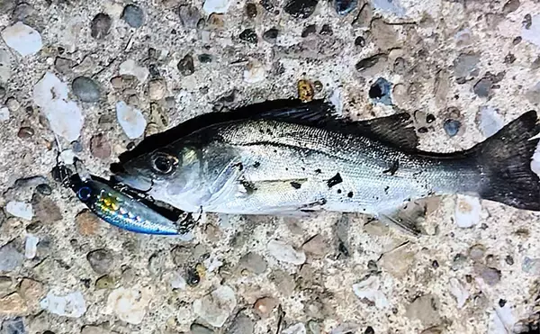 「「スモールルアーの可能性は無限大！」小型ルアーでセイゴやフッコの数釣りを楽しもう」の画像