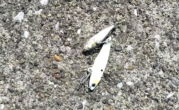 「「スモールルアーの可能性は無限大！」小型ルアーでセイゴやフッコの数釣りを楽しもう」の画像