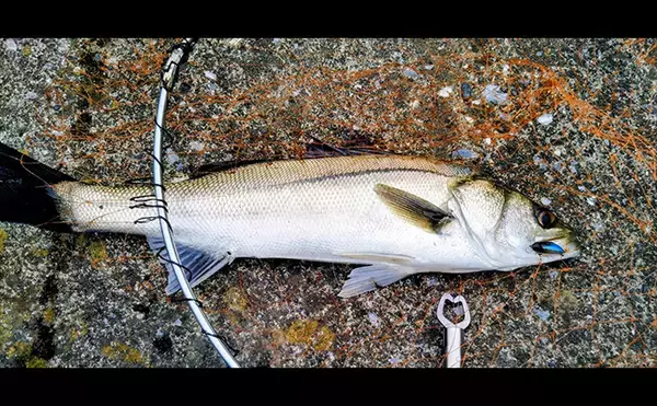 「「スモールルアーの可能性は無限大！」小型ルアーでセイゴやフッコの数釣りを楽しもう」の画像