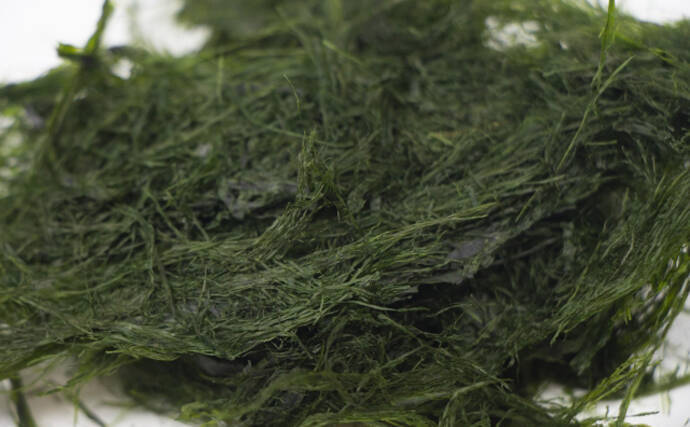 ブランド海苔「四万十川の青のり」に深刻な不漁続く　陸上養殖が対策の決め手か？