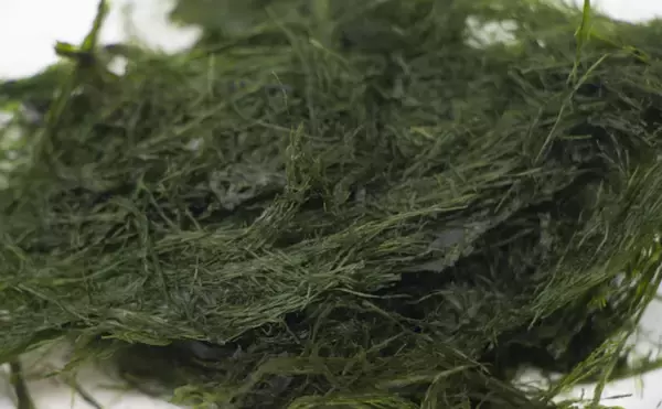 「ブランド海苔「四万十川の青のり」に深刻な不漁続く　陸上養殖が対策の決め手か？」の画像