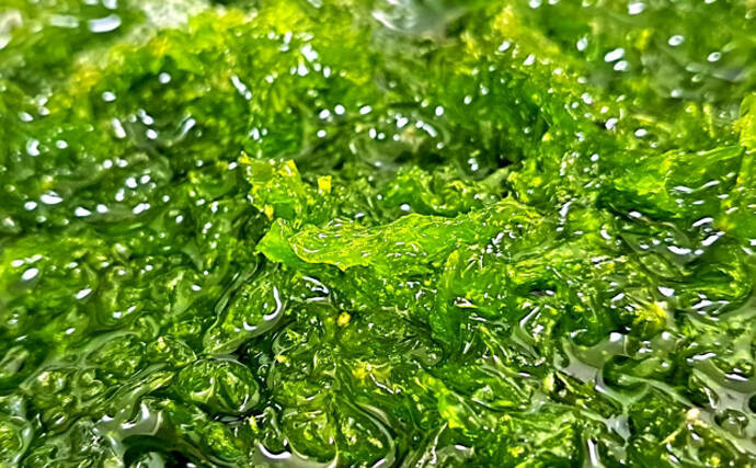 ブランド海苔「四万十川の青のり」に深刻な不漁続く　陸上養殖が対策の決め手か？