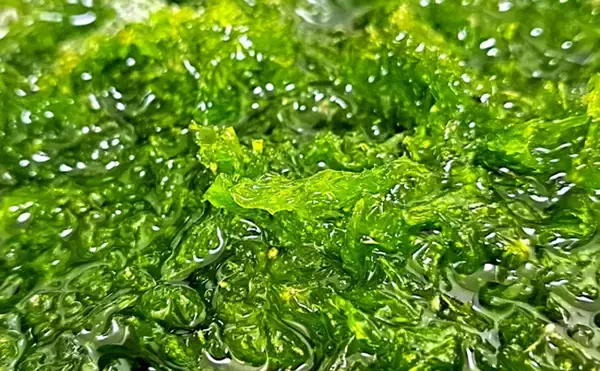 「ブランド海苔「四万十川の青のり」に深刻な不漁続く　陸上養殖が対策の決め手か？」の画像