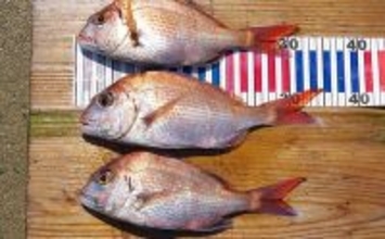 チョクリ仕掛けのマダイ釣りが開幕！ 全長8m8本針の仕掛けで35cm級マダイ3匹【兵庫】