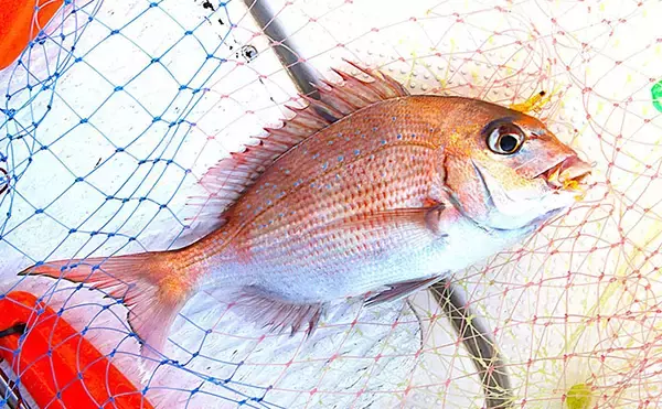 「チョクリ仕掛けのマダイ釣りが開幕！ 全長8m8本針の仕掛けで35cm級マダイ3匹【兵庫】」の画像