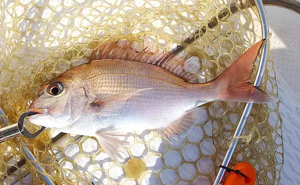 「チョクリ仕掛けのマダイ釣りが開幕！ 全長8m8本針の仕掛けで35cm級マダイ3匹【兵庫】」の画像