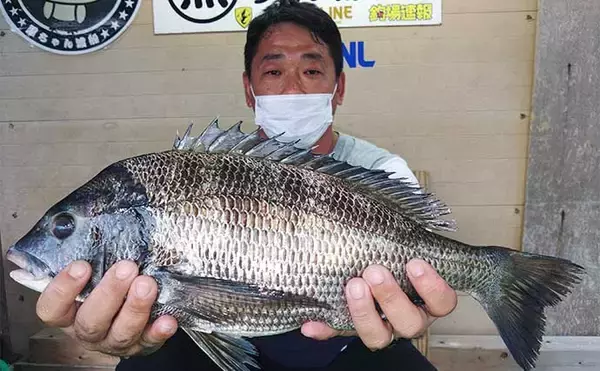「【三重・愛知】海上釣り堀＆カカリ釣り最新釣果　67cmメガ大ダイ浮上」の画像