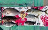 「【三重・愛知】海上釣り堀＆カカリ釣り最新釣果　67cmメガ大ダイ浮上」の画像8
