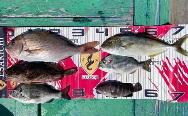 「【三重・愛知】海上釣り堀＆カカリ釣り最新釣果　67cmメガ大ダイ浮上」の画像