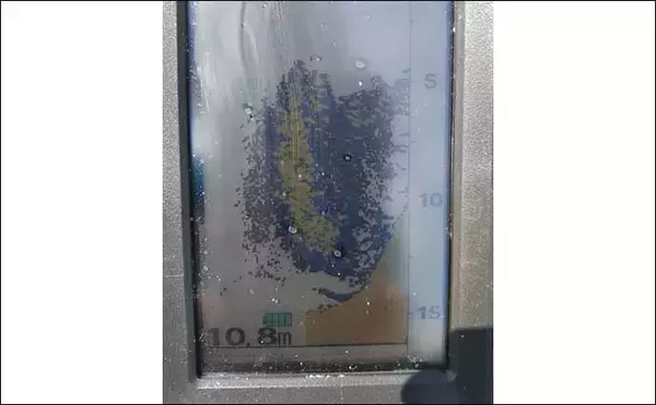 「沼津のボートルアー釣行でオオモンハタにショゴ　ライトタックルで堪能」の画像