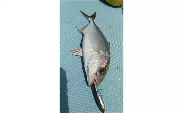 「沼津のボートルアー釣行でオオモンハタにショゴ　ライトタックルで堪能」の画像