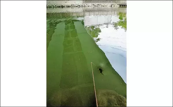 「東京23区の親水公園でハゼ釣り堪能　魚影濃厚で良型交え31尾手中」の画像