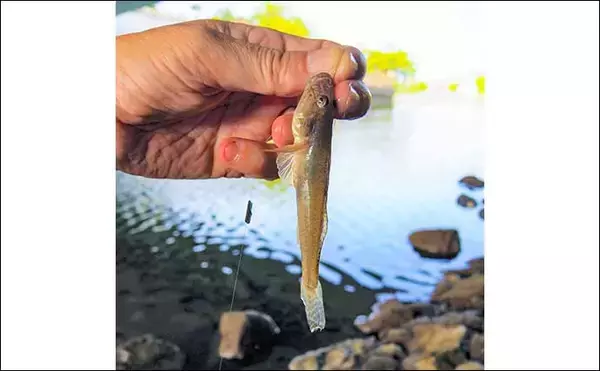 「東京23区の親水公園でハゼ釣り堪能　魚影濃厚で良型交え31尾手中」の画像
