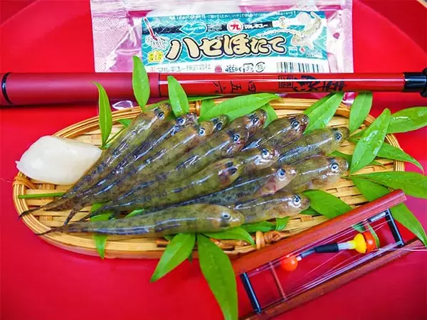 「東京23区の親水公園でハゼ釣り堪能　魚影濃厚で良型交え31尾手中」の画像