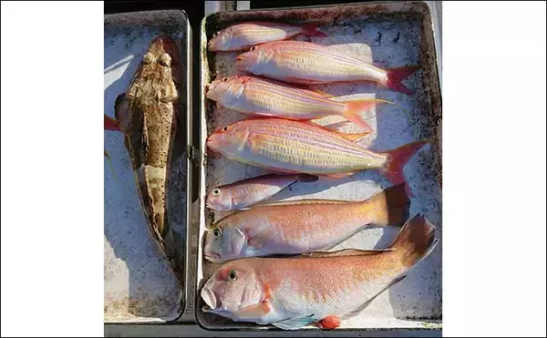 「レンタルボートでのシロアマダイ釣りで42cm頭に3匹【三重】 ゲストに良型イトヨリ」の画像
