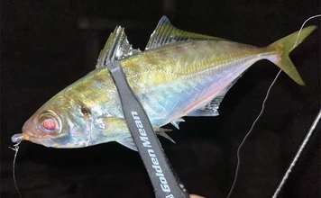 仕事終わりのアジング釣行で20cm超えアジ手中【北九州】ドリフト釣法が的中