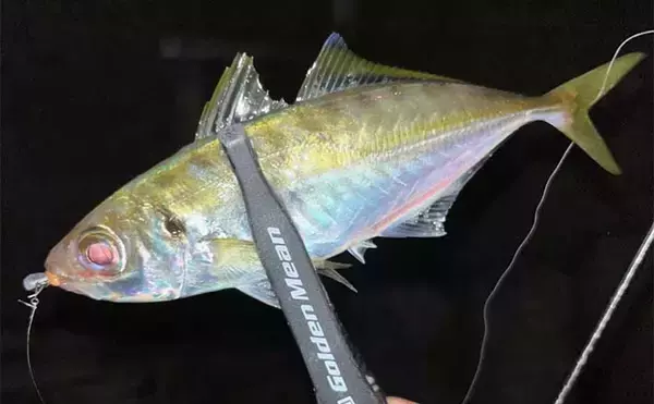 仕事終わりのアジング釣行で20cm超えアジ手中【北九州】ドリフト釣法が的中