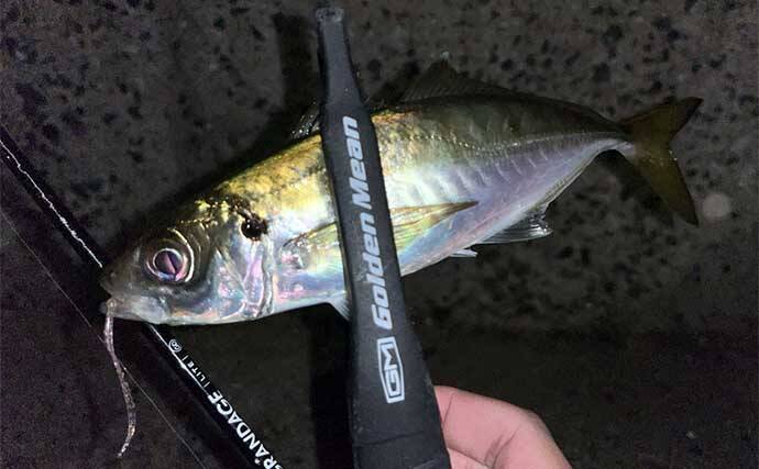 仕事終わりのアジング釣行で20cm超えアジ手中【北九州】ドリフト釣法が的中