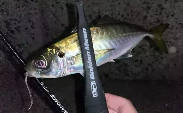 「仕事終わりのアジング釣行で20cm超えアジ手中【北九州】ドリフト釣法が的中」の画像