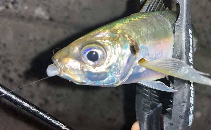 仕事終わりのアジング釣行で20cm超えアジ手中【北九州】ドリフト釣法が的中