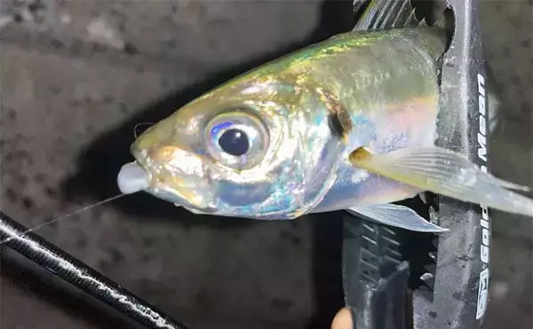 「仕事終わりのアジング釣行で20cm超えアジ手中【北九州】ドリフト釣法が的中」の画像