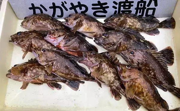 穴釣りで26.6cmの大型カサゴをキャッチ【三重・鈴鹿】ブラクリ仕掛けで挑戦