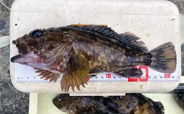 「穴釣りで26.6cmの大型カサゴをキャッチ【三重・鈴鹿】ブラクリ仕掛けで挑戦」の画像