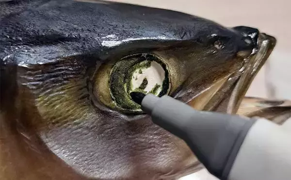 「釣ったハマチで剥製作りに挑戦　時間はかかるが達成感は相当なもの」の画像