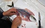 「釣ったハマチで剥製作りに挑戦　時間はかかるが達成感は相当なもの」の画像2