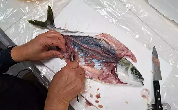 「釣ったハマチで剥製作りに挑戦　時間はかかるが達成感は相当なもの」の画像