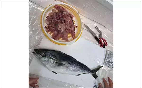 「釣ったハマチで剥製作りに挑戦　時間はかかるが達成感は相当なもの」の画像