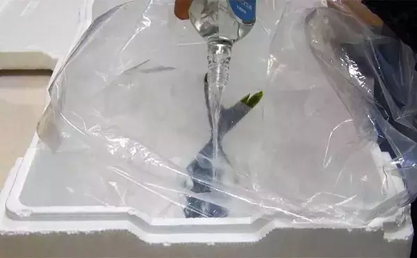 「釣ったハマチで剥製作りに挑戦　時間はかかるが達成感は相当なもの」の画像