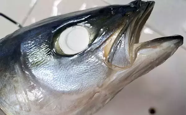 「釣ったハマチで剥製作りに挑戦　時間はかかるが達成感は相当なもの」の画像