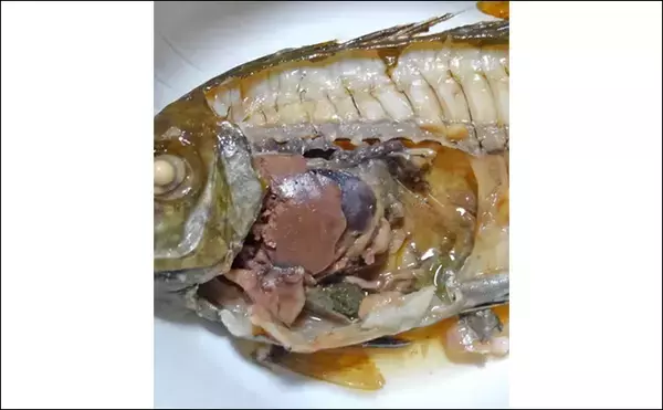 「磯臭いと嫌われがちなサカナ『アイゴ』は「皮」が美味しい　ゼラチン豊富で食感も良し」の画像
