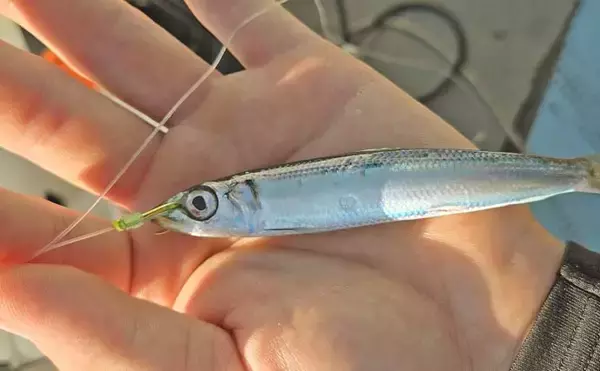 「シーズン初の船落とし込み釣りで8kg級ヒラマサを手中【佐賀】微風快晴の好条件で大型ヒット」の画像