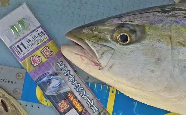 「シーズン初の船落とし込み釣りで8kg級ヒラマサを手中【佐賀】微風快晴の好条件で大型ヒット」の画像