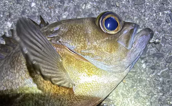 アジングからメバリングへの切り替え時期はいつ？　海水温から考えてみる