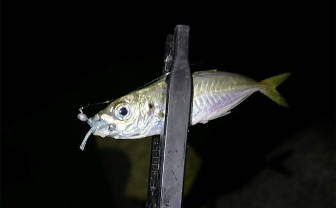 アジングからメバリングへの切り替え時期はいつ？　海水温から考えてみる