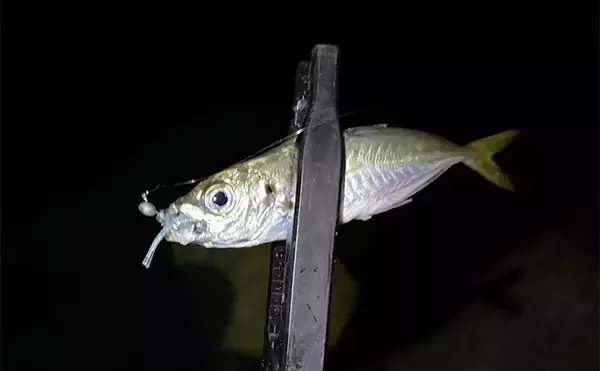 「アジングからメバリングへの切り替え時期はいつ？　海水温から考えてみる」の画像